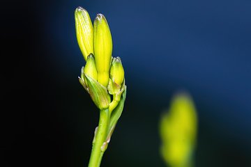 Image showing green flower bud on dark background