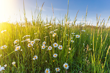 Image showing White flowers ox-eye daisy