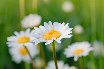 Image showing white marguerite flowers in meadow