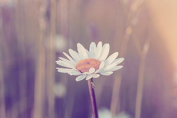 Image showing white marguerite flowers in meadow