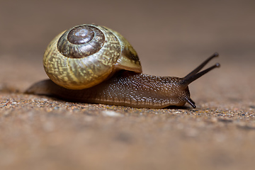 Image showing macro of small Garden snail