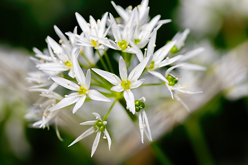 Image showing Flowering wild garlic leek