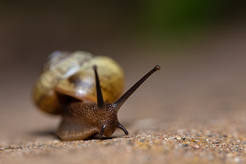 Image showing macro of small Garden snail