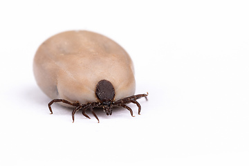 Image showing Tick (Ixodes ricinus) isolated on white