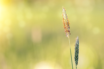 Image showing spring grass on summer flowering meadow