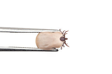 Image showing Tick (Ixodes ricinus) isolated on white