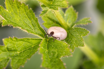 Image showing Tick (Ixodes ricinus) isolated on white