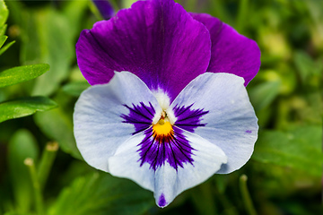 Image showing violet pansy flowers in spring garden