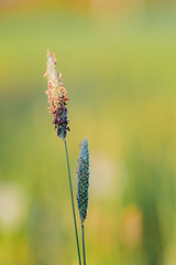 Image showing spring grass on summer flowering meadow