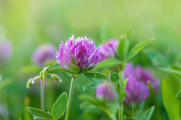 Image showing Trifolium pratense. Thickets of a blossoming clover