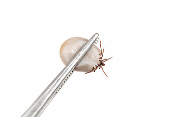 Image showing Tick (Ixodes ricinus) isolated on white