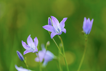 Image showing beautiful spring flower Campanula Patula