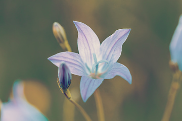 Image showing beautiful spring flower Campanula Patula