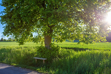 Image showing Small wooden bench, resting place under the tree