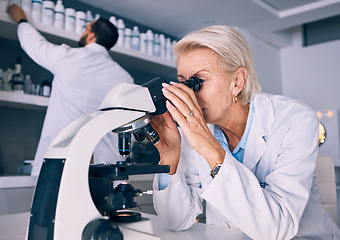 Image showing Microscope, research and woman scientist analysis or looking at sample or experiment in a laboratory for a medical project. Science, equipment and professional test bacteria or DNA in a chemistry lab