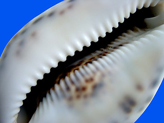 Image showing Cypraea Shell