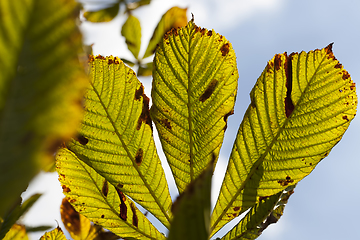 Image showing beautiful natural chestnut foliage