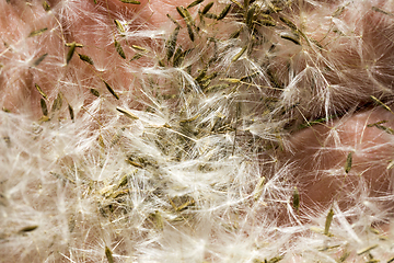 Image showing white dandelions