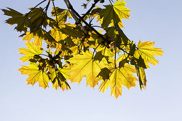 Image showing maple leaves