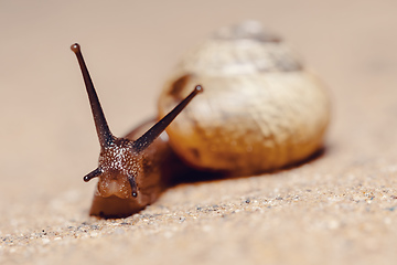 Image showing macro of small Garden snail