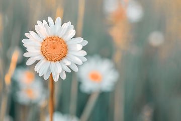 Image showing white marguerite flowers in meadow