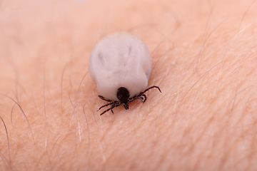 Image showing Tick (Ixodes ricinus) isolated on white