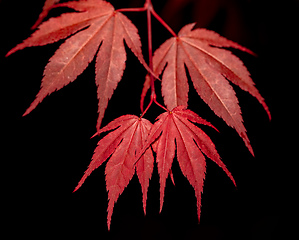 Image showing red maple leaf on black for natural background