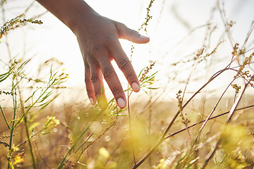 Image showing Hand, field and plants with freedom, nature and walk in summer sunshine for holiday, ecology or countryside. Person, grass and leaves with touch, growth and environment with sustainability on farm