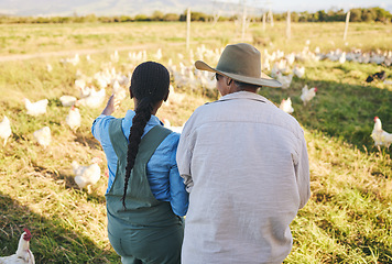 Image showing Farm, chicken and back of women in nature, countryside and field for small business, growth or inspection. Agriculture, sustainable farming and farmer team with bird for free range poultry production