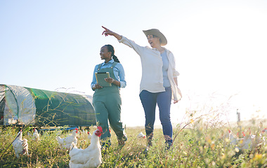 Image showing Chicken farm, woman pointing and outdoor with management and farmer pointing. Agriculture, sustainability and planning for small business in countryside with animal stock and eco friendly work
