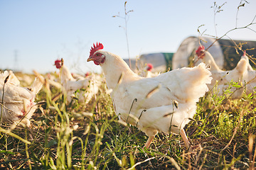 Image showing Grass, chicken farm and coup with blue sky in green countryside, free range agriculture and sunshine. Poultry farming, sustainability and freedom, group of birds in field and animals walking together