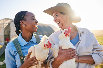 Image showing Agriculture, chicken and women laugh on farm for health check, animal wellness or growth in field. Ecology, sustainable farming and farmers and birds for free range poultry, protein or egg production