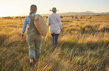 Image showing Cow farm, woman walking and back outdoor with management and farmer in field. Agriculture, sustainability and harvest for small business in countryside with animal stock and eco friendly work