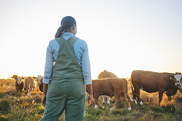 Image showing Woman, farmer and cattle in countryside on a grass field at sunset with cow group and worker. Female person, back and agriculture outdoor with animals and livestock for farming in nature with freedom