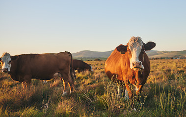 Image showing Agriculture, nature and portrait of cow on farm for for sustainability, environment and meat industry. Grass, cattle and milk production with animals in countryside field for livestock and ecosystem