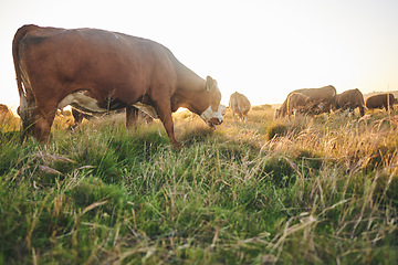 Image showing Agriculture, nature and grass with cow on farm for for sustainability, environment and meat industry. Sunset, cattle and milk production with animals in countryside field for livestock and ecosystem