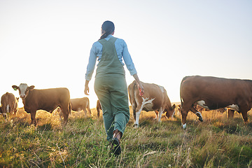 Image showing Woman, cow farm and walking in countryside on a grass field at sunset with farmer and cattle. Female person, back and agriculture outdoor with animals and livestock for farming in nature with freedom