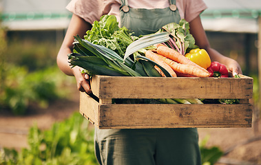 Image showing Farmer hands, box and vegetables in greenhouse for agriculture, supply chain business and product in basket. Person, seller or worker in gardening for sustainability NGO, nonprofit and food harvest