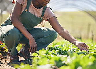 Image showing Person hands, farmer and greenhouse, vegetables or gardening for agriculture or farming business and growth in field. Worker and green lettuce or plants for sustainability, food and quality assurance