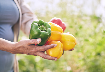 Image showing Hands, vegetables and peppers, farming and sustainability with harvest, color and agro business. Closeup, agriculture and gardening, farmer person with fresh product and nutrition for wellness