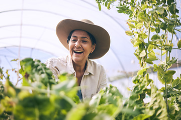 Image showing Mature woman, agriculture and greenhouse with plants, wow and smile, harvest and vegetable farming. Farmer, happy with crops and sustainability, agro business and ecology with growth and gardening