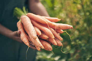 Image showing Farmer, person hands and carrots in agriculture, farming and sustainability with grocery supply chain or offer. Worker, seller or supplier and vegetables or food in ngo, nonprofit or business harvest