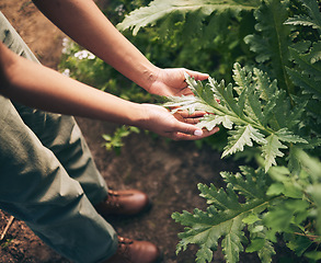 Image showing Plant, leaf and farm with hands of person for environment, sustainability and nature. Soil, agriculture and gardening with closeup of farmer in countryside field for ecology, organic and growth