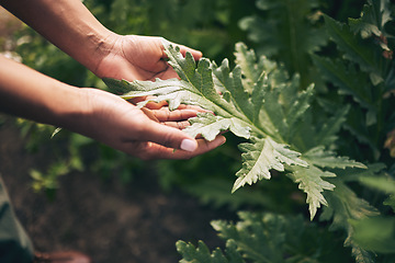 Image showing Plant, agriculture and leaf with hands of person for environment, sustainability and nature. Soil, farm and gardening with closeup of farmer in countryside field for ecology, organic and growth