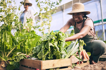 Image showing Spinach, vegetables in box and green, black woman farming and sustainability with harvest and agro business. Agriculture, gardening and farmer person with fresh product and nutrition for wellness