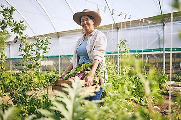 Image showing Smile, greenhouse and mature woman on farm with sustainable business, nature and sunshine. Agriculture, gardening and happy face of female farmer, green plants and agro food farming of vegetables.