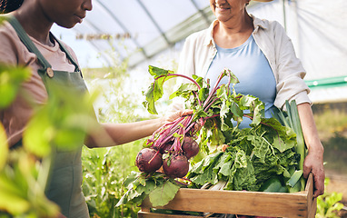 Image showing Food, agriculture and hands of people on farm for vegetables, teamwork and plant. Garden, health and sustainability with closeup of farmers and radish harvest in greenhouse for wellness and nutrition