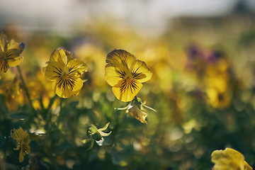 Image showing Closeup flowers, outdoor field and landscape for growth, beauty and nature in summer with blurred background. Plants, leaves and spring with sustainability, garden and eco friendly for environment