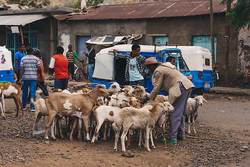 Image showing Ethiopian people on animal market, Ethiopia Africa