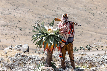 Image showing park scout with rifle in Simien Mountain, Ethiopia